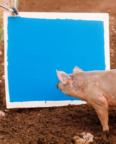 Un cochon curieux, 2023